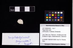Foto (Objekt + Etikett) von Paguroidea indet.  (NHMW-GEO-2017-0089-0048)